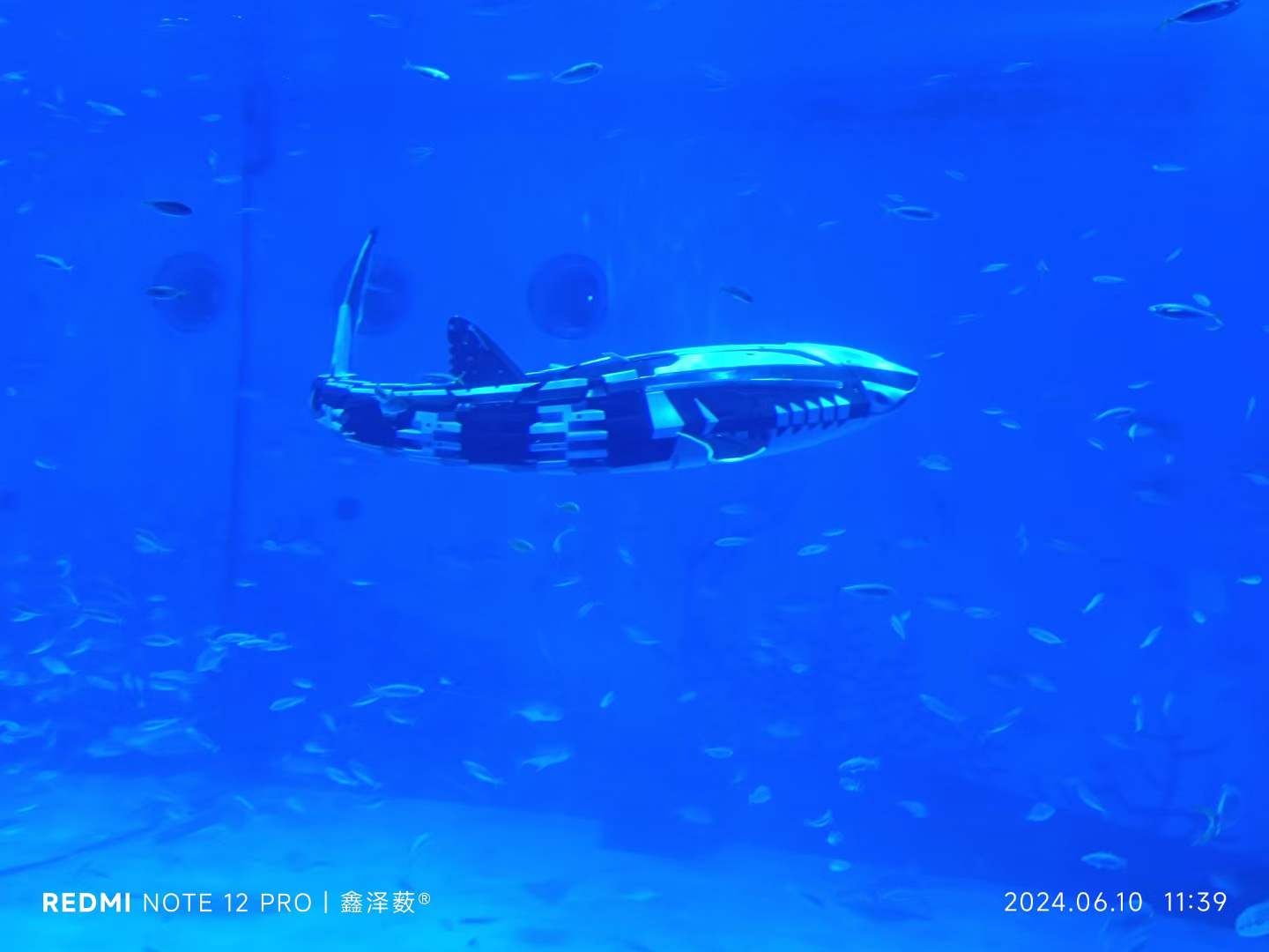 上海海昌海洋公园(图4)